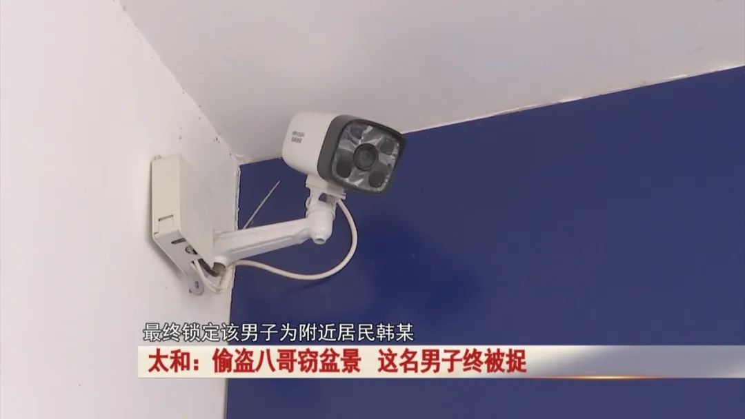太和：爱花爱鸟成瘾，男子偷盗八哥窃盆景，监控拍下...