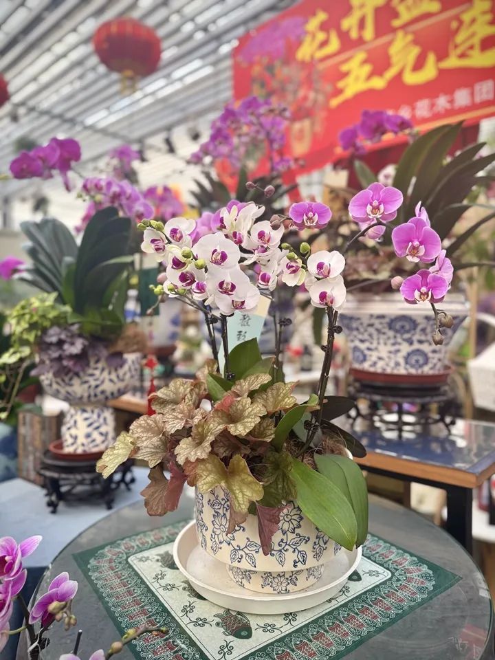 年宵花“受宠”