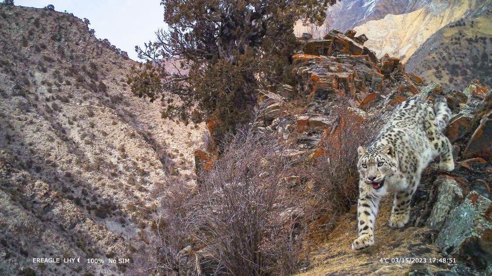 36万平方公里！我国科研人员完成全球最大尺度雪豹种群调查