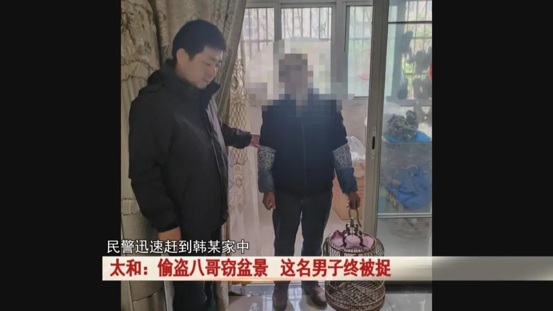 太和：爱花爱鸟成瘾，男子偷盗八哥窃盆景，监控拍下...
