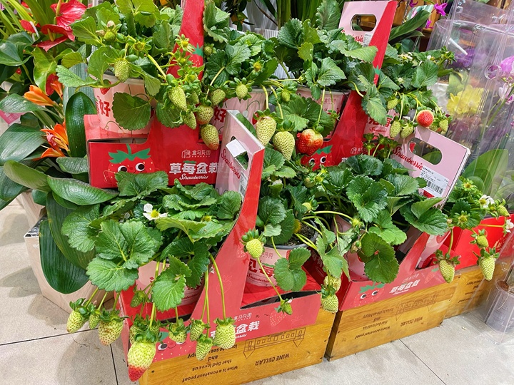 年宵花“受宠”