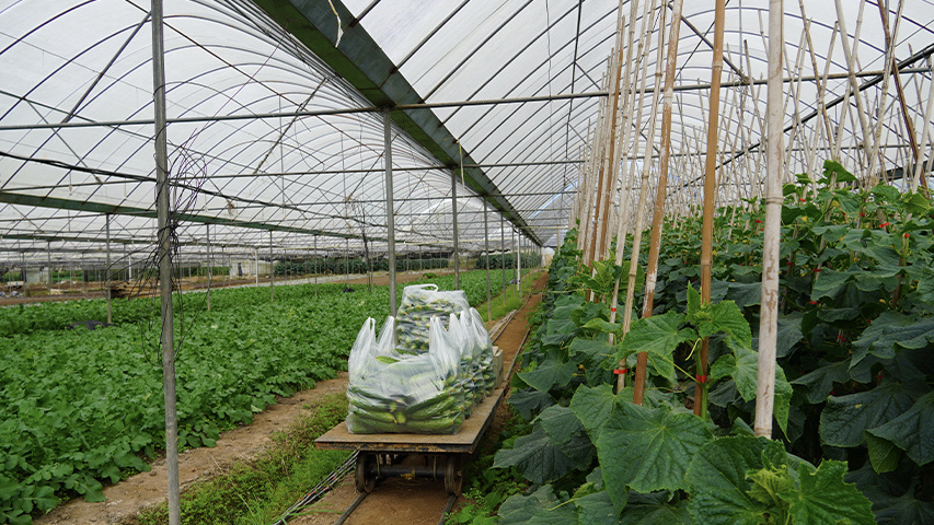 普洱思茅区：冬早蔬菜 “生长忙”