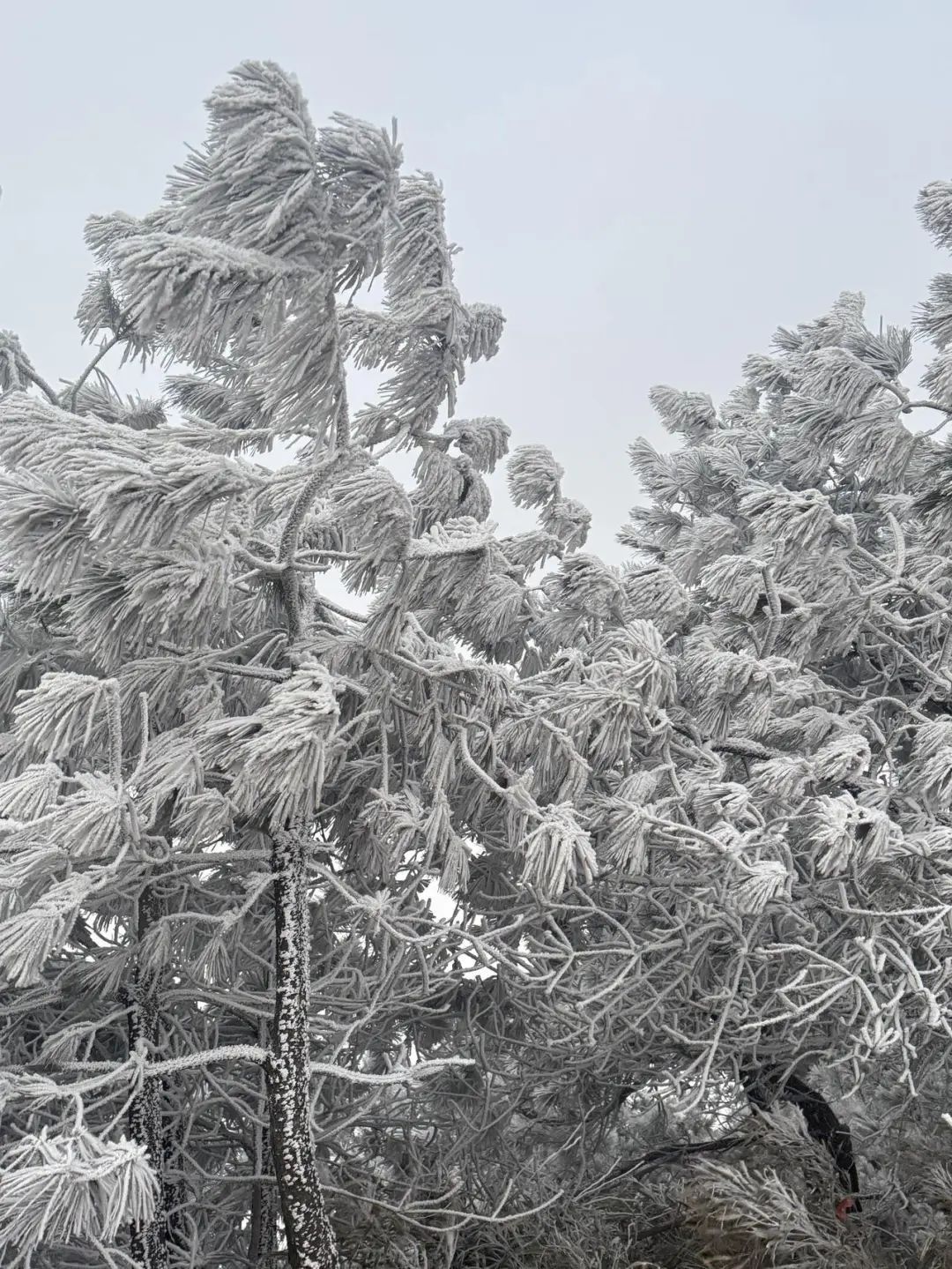 杭州这里下雪了！明后天最低-7℃……