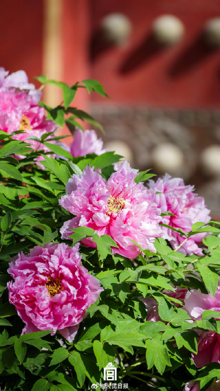 雍容华贵！牡丹到底有多美