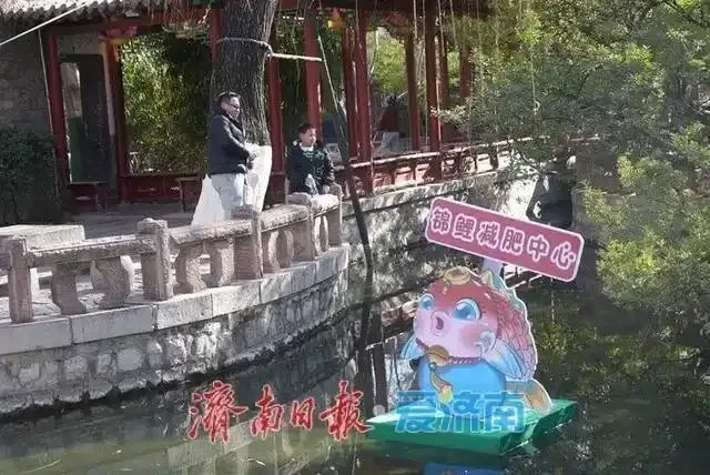 "猪鲤"要减肥!知名景区设锦鲤减肥中心... "猪鲤"要减肥!知名景区设锦鲤减肥中心...