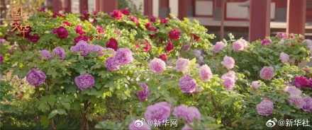 国色芳华带动牡丹销量增长