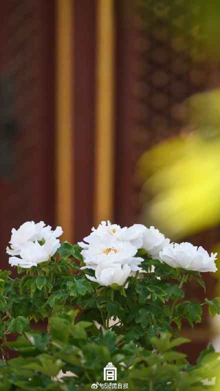 雍容华贵！牡丹到底有多美