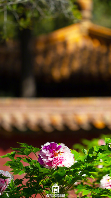 雍容华贵！牡丹到底有多美