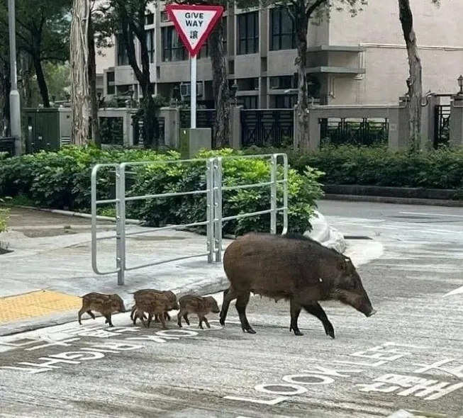 数目大减，香港野猪滋扰问题改善