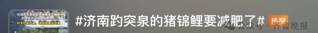 “趵突泉锦鲤要减肥”，冲上热搜！方案公布，网友：懂了懂了