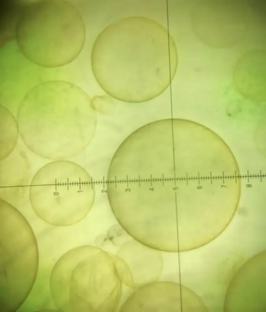 广东多地海边惊现“爆爆珠”!多部门紧急提醒→ 广东多地海边惊现“爆爆珠”!多部门紧急提醒→