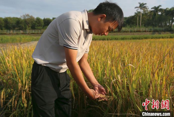 中国热科院一优质水稻品种通过国审：高产、优质又抗虫