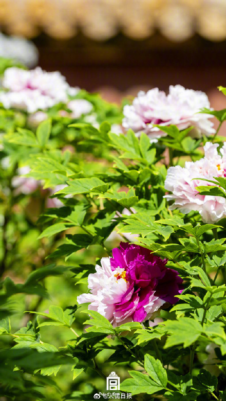 雍容华贵！牡丹到底有多美