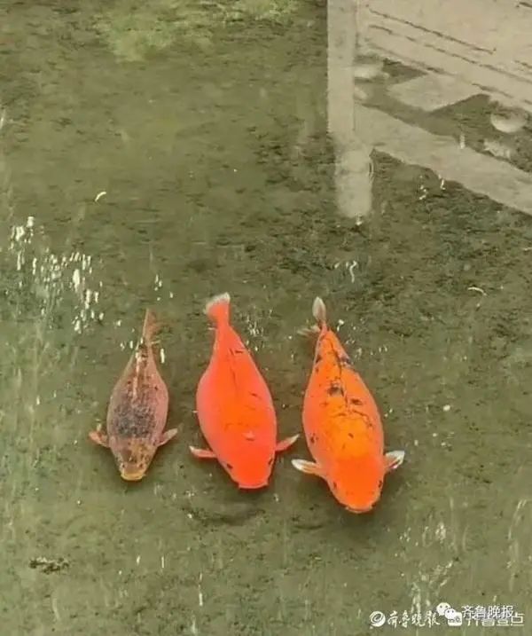 "猪鲤"要减肥!知名景区设锦鲤减肥中心... "猪鲤"要减肥!知名景区设锦鲤减肥中心...