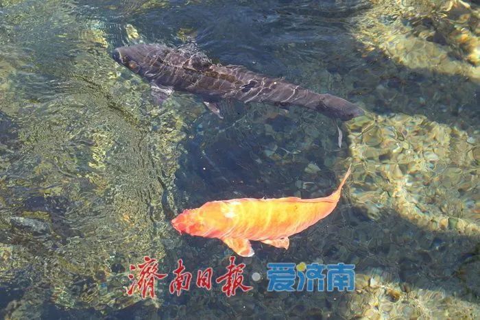 锦鲤要“减肥”！济南趵突泉开设锦鲤减肥中心