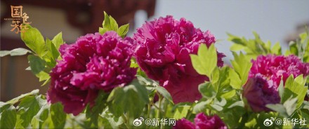 国色芳华带动牡丹销量增长