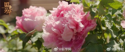 国色芳华带动牡丹销量增长