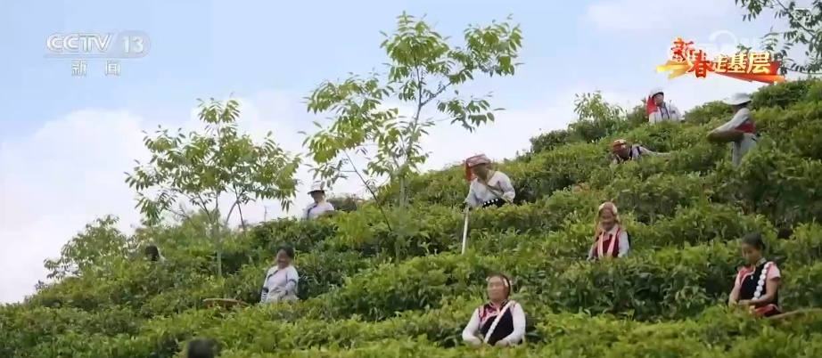 新春走基层&middot;走三州 | 绿水青山带笑颜 农文旅融合编织旅居生活新画卷