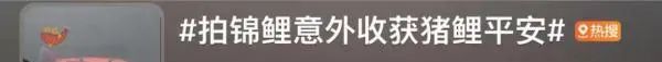 "猪鲤"要减肥!知名景区设锦鲤减肥中心... "猪鲤"要减肥!知名景区设锦鲤减肥中心...