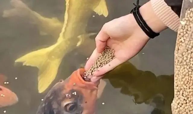 "猪鲤"要减肥!知名景区设锦鲤减肥中心... "猪鲤"要减肥!知名景区设锦鲤减肥中心...