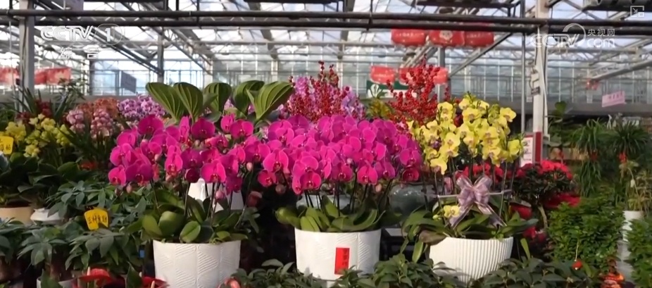 节日市场红红火火,文化味、年味儿……好一幅人间烟火气的“年俗画” 节日市场红红火火,文化味、年味儿……好一幅人间烟火气的“年俗画”