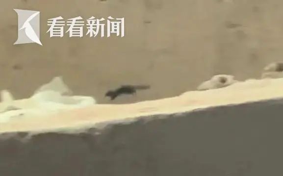 兵马俑坑惊现跑酷小松鼠！网友：买票了吗？官方回应