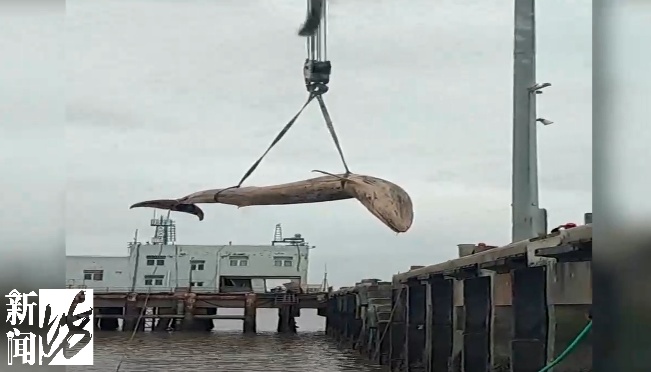 海面出现大型不明生物!上海相关部门紧急处置,竟是它!后续或将公开展出 海面出现大型不明生物!上海相关部门紧急处置,竟是它!后续或将公开展出