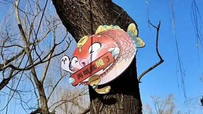 趵突泉景区回应设“锦鲤减肥中心”：只是提醒不投喂，帮鱼减肥是误传
