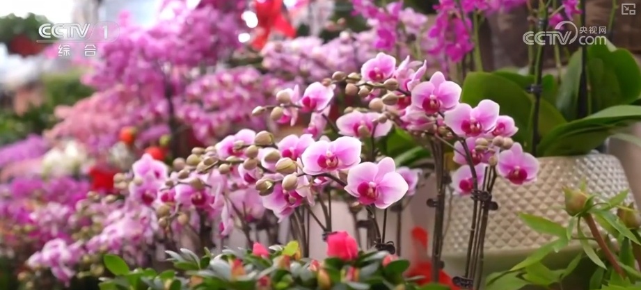 节日市场红红火火,文化味、年味儿……好一幅人间烟火气的“年俗画” 节日市场红红火火,文化味、年味儿……好一幅人间烟火气的“年俗画”