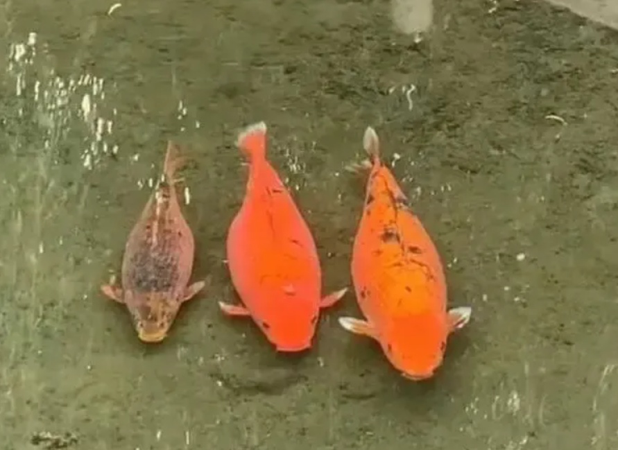 “趵突泉锦鲤要减肥”冲上热搜!方案公布→网友:还是要管住嘴啊 “趵突泉锦鲤要减肥”冲上热搜!方案公布→网友:还是要管住嘴啊