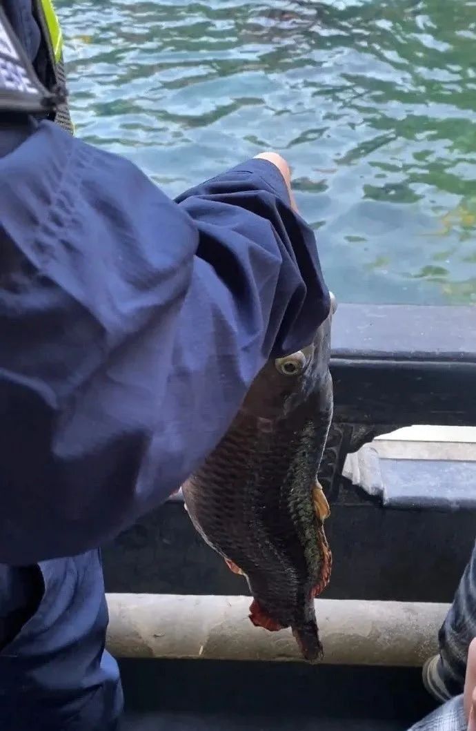 “趵突泉锦鲤要减肥”冲上热搜!方案公布→网友:还是要管住嘴啊 “趵突泉锦鲤要减肥”冲上热搜!方案公布→网友:还是要管住嘴啊