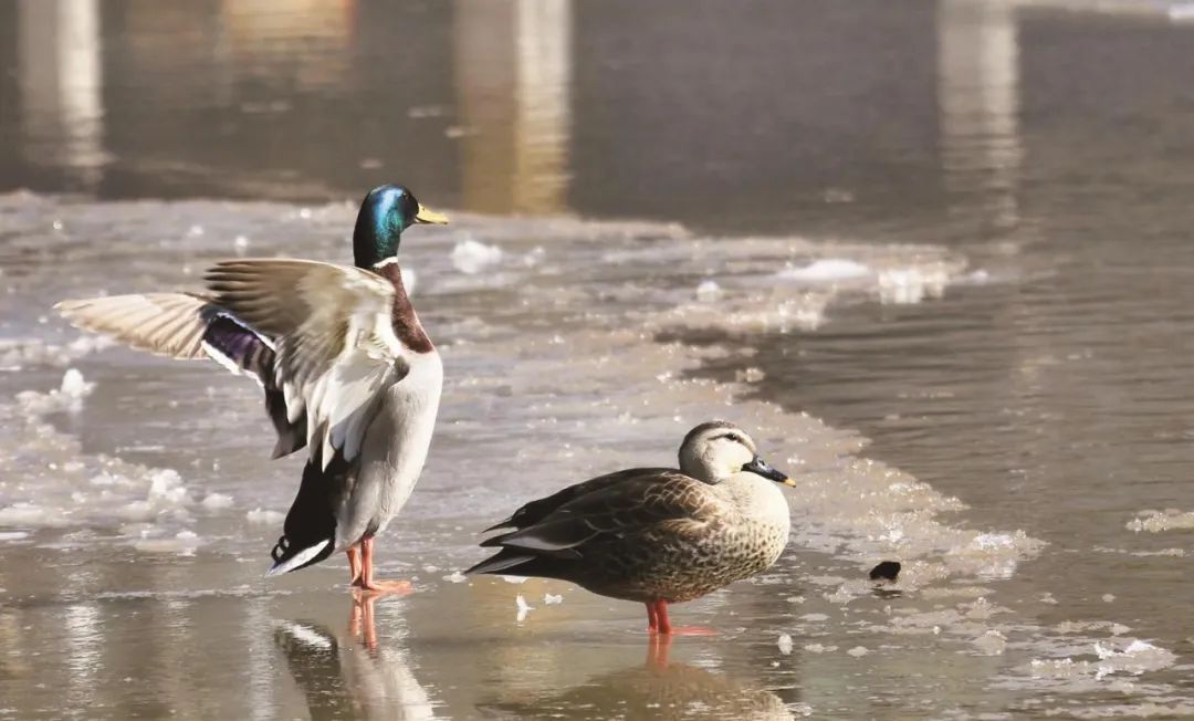 今年,近20种水鸟在西宁越冬 今年,近20种水鸟在西宁越冬