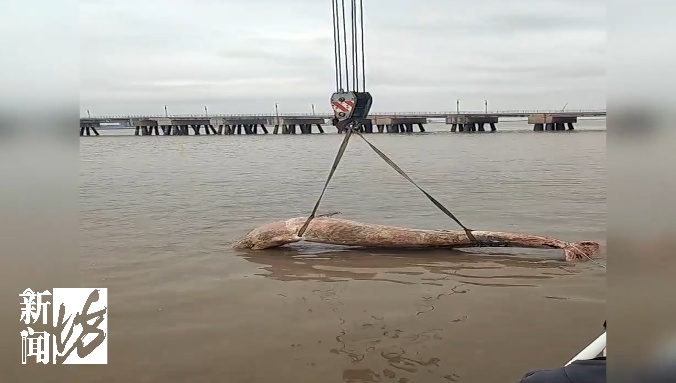 海面出现大型不明生物!上海相关部门紧急处置,竟是它!后续或将公开展出 海面出现大型不明生物!上海相关部门紧急处置,竟是它!后续或将公开展出