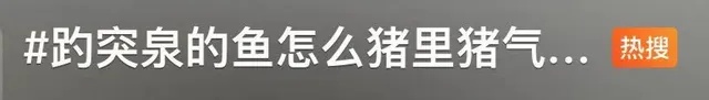 再喂就嘎了！趵突泉“猪鲤”开始减肥啦！