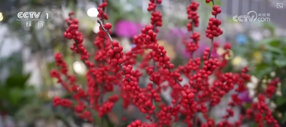 节日市场红红火火,文化味、年味儿……好一幅人间烟火气的“年俗画” 节日市场红红火火,文化味、年味儿……好一幅人间烟火气的“年俗画”