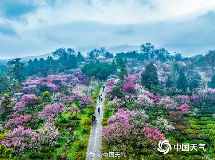 邂逅“梅”好!春节期间多地迎梅花最佳观赏期 邂逅“梅”好!春节期间多地迎梅花最佳观赏期