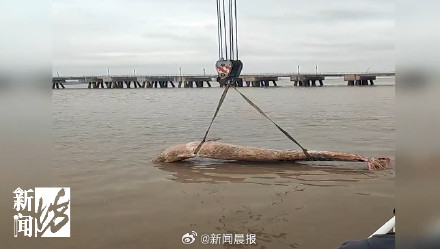 杭州湾水域大型漂浮物是鲸鱼尸体