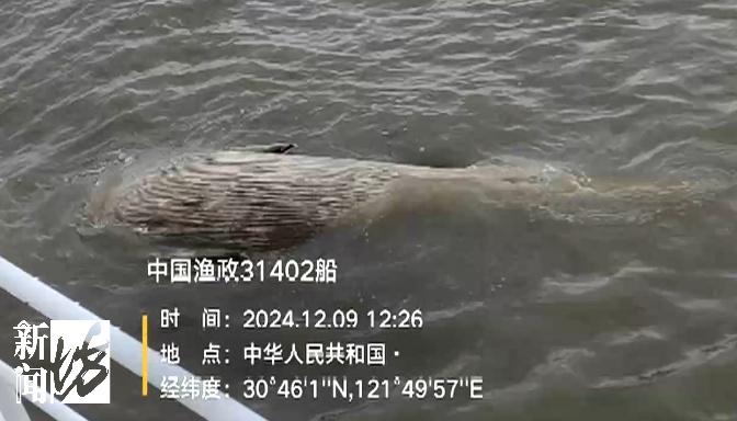 杭州湾水域，发现大型不明生物！已确认它是……