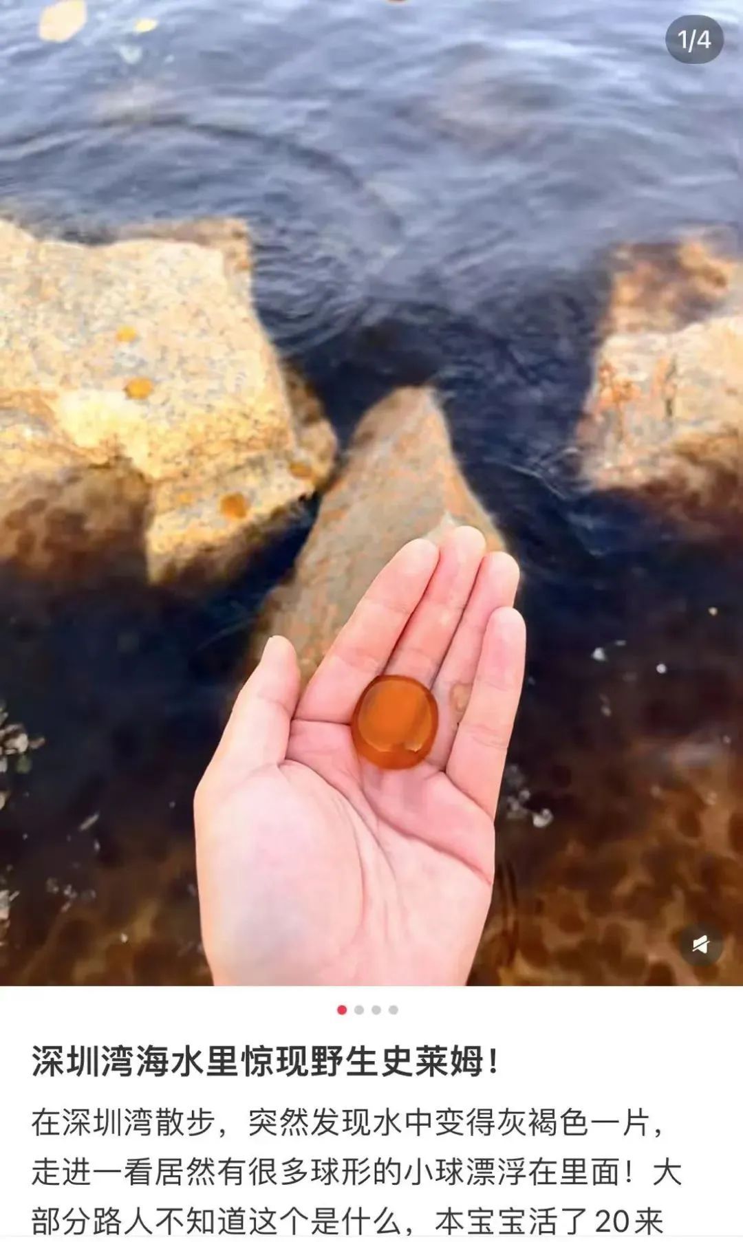 广州海边密集出现“爆爆珠”?多地紧急提醒! 广州海边密集出现“爆爆珠”?多地紧急提醒!