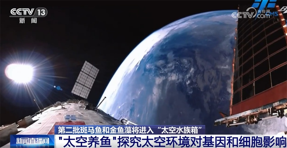 “太空养鱼”将上新 斑马鱼有望再次“出征”中国空间站