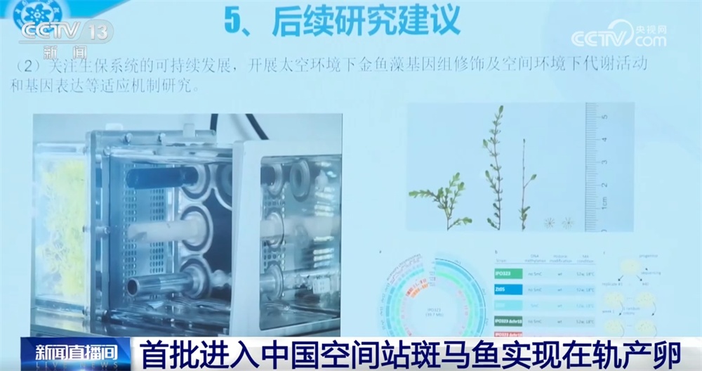 “太空养鱼”将上新 斑马鱼有望再次“出征”中国空间站