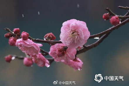 邂逅“梅”好!春节期间多地迎梅花最佳观赏期 邂逅“梅”好!春节期间多地迎梅花最佳观赏期