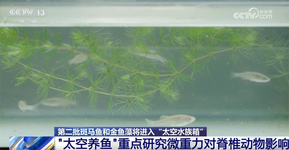 “太空养鱼”将上新 斑马鱼有望再次“出征”中国空间站