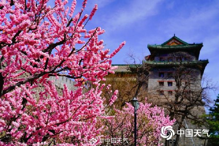 邂逅“梅”好!春节期间多地迎梅花最佳观赏期 邂逅“梅”好!春节期间多地迎梅花最佳观赏期