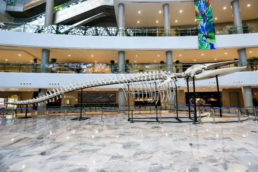 海面出现大型不明生物！上海相关部门紧急处置，竟是它→