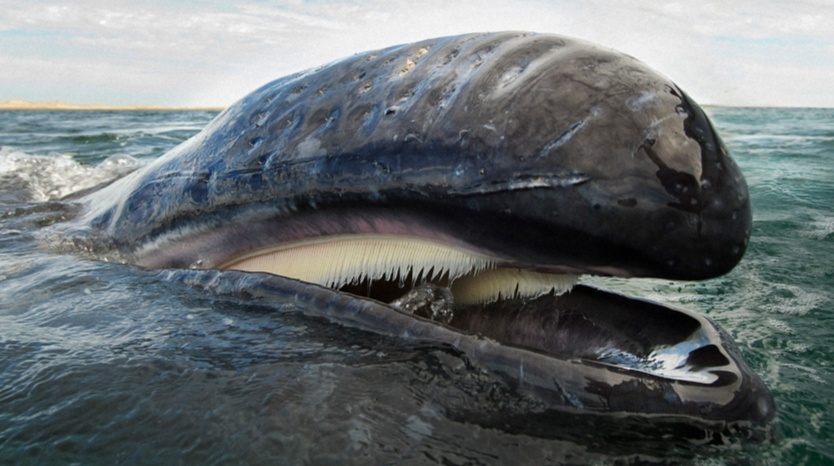 海面出现大型不明生物！上海相关部门紧急处置，竟是它→