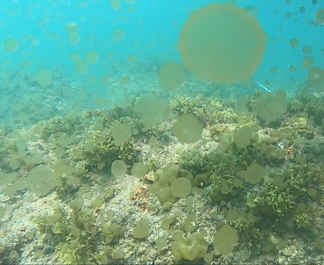 广州海边密集出现“爆爆珠”?多地紧急提醒! 广州海边密集出现“爆爆珠”?多地紧急提醒!