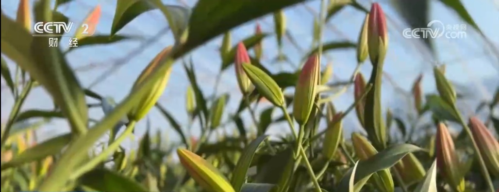 节前年货市场琳琅满目购销两旺 “舌尖上的美食”开启浓浓年味 节前年货市场琳琅满目购销两旺 “舌尖上的美食”开启浓浓年味
