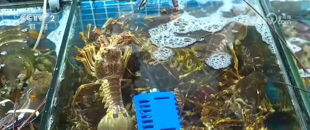 节前年货市场琳琅满目购销两旺 “舌尖上的美食”开启浓浓年味 节前年货市场琳琅满目购销两旺 “舌尖上的美食”开启浓浓年味