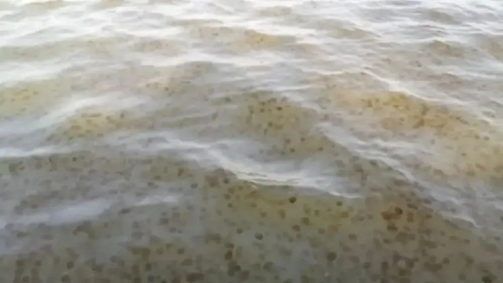 广州海边密集出现“爆爆珠”?多地紧急提醒! 广州海边密集出现“爆爆珠”?多地紧急提醒!